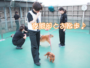夜間部の時間帯にお散歩♪